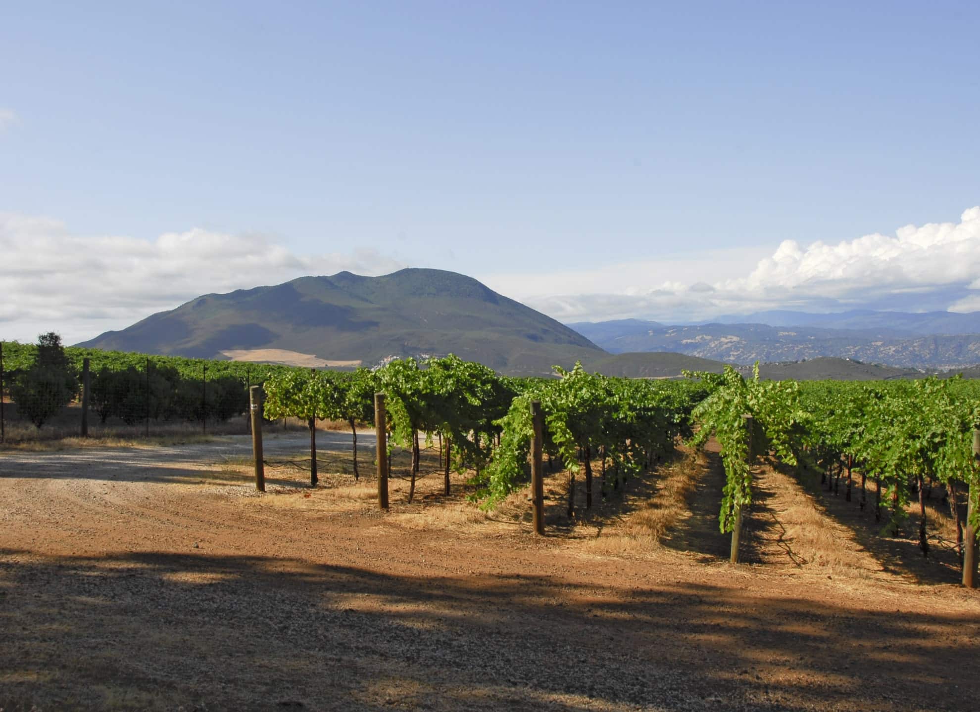 lake county vineyard with mt konocti in background