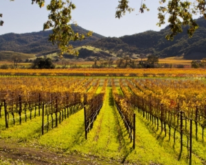 vineyard in autumn